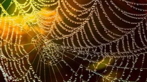web sitesi tasarımı